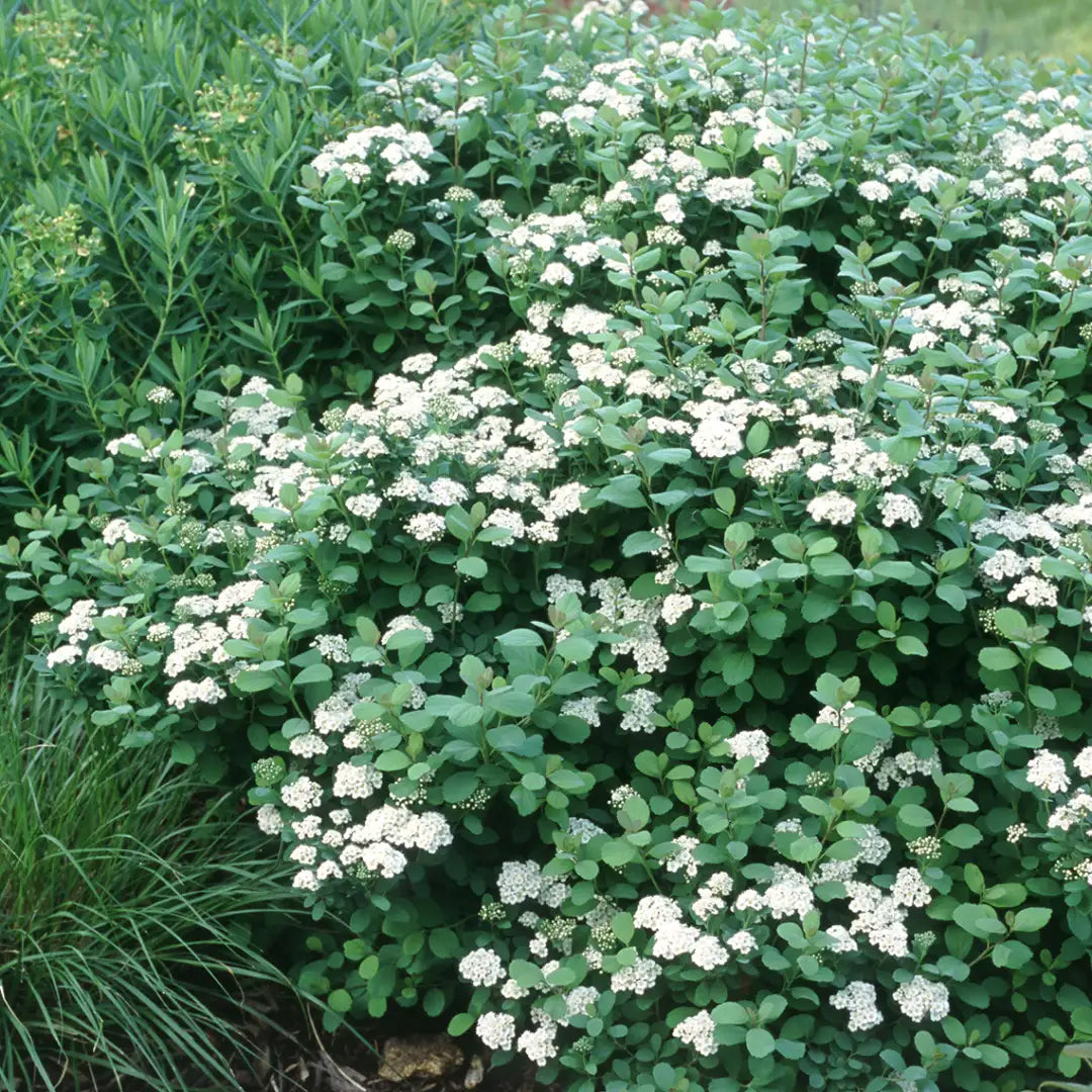 Spiraea betulifolia Tor Birchleaf Spirea