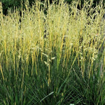 Festuca arundinacea Glow Sticks PP34,648 Glow Sticks Tall Fescue