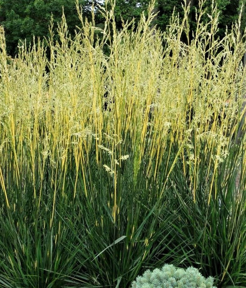 Festuca arundinacea Glow Sticks PP34,648 Glow Sticks Tall Fescue