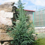 Larix kaempferi Blue Rabbit Blue Rabbit Japanese Larch