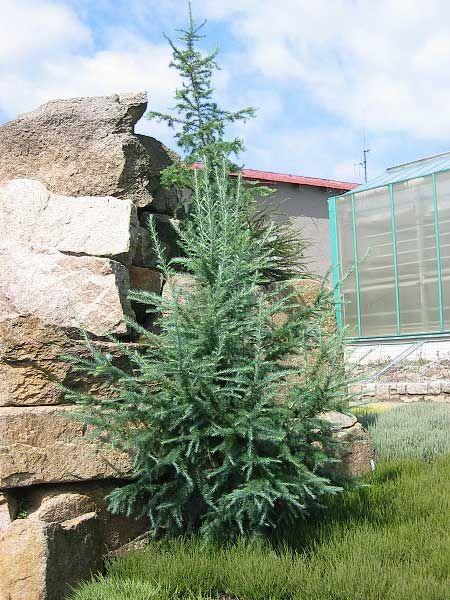 Larix kaempferi Blue Rabbit Blue Rabbit Japanese Larch