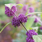 Callicarpa x Bubble Up SMNCJLIEP Bubble Up Beautyberry