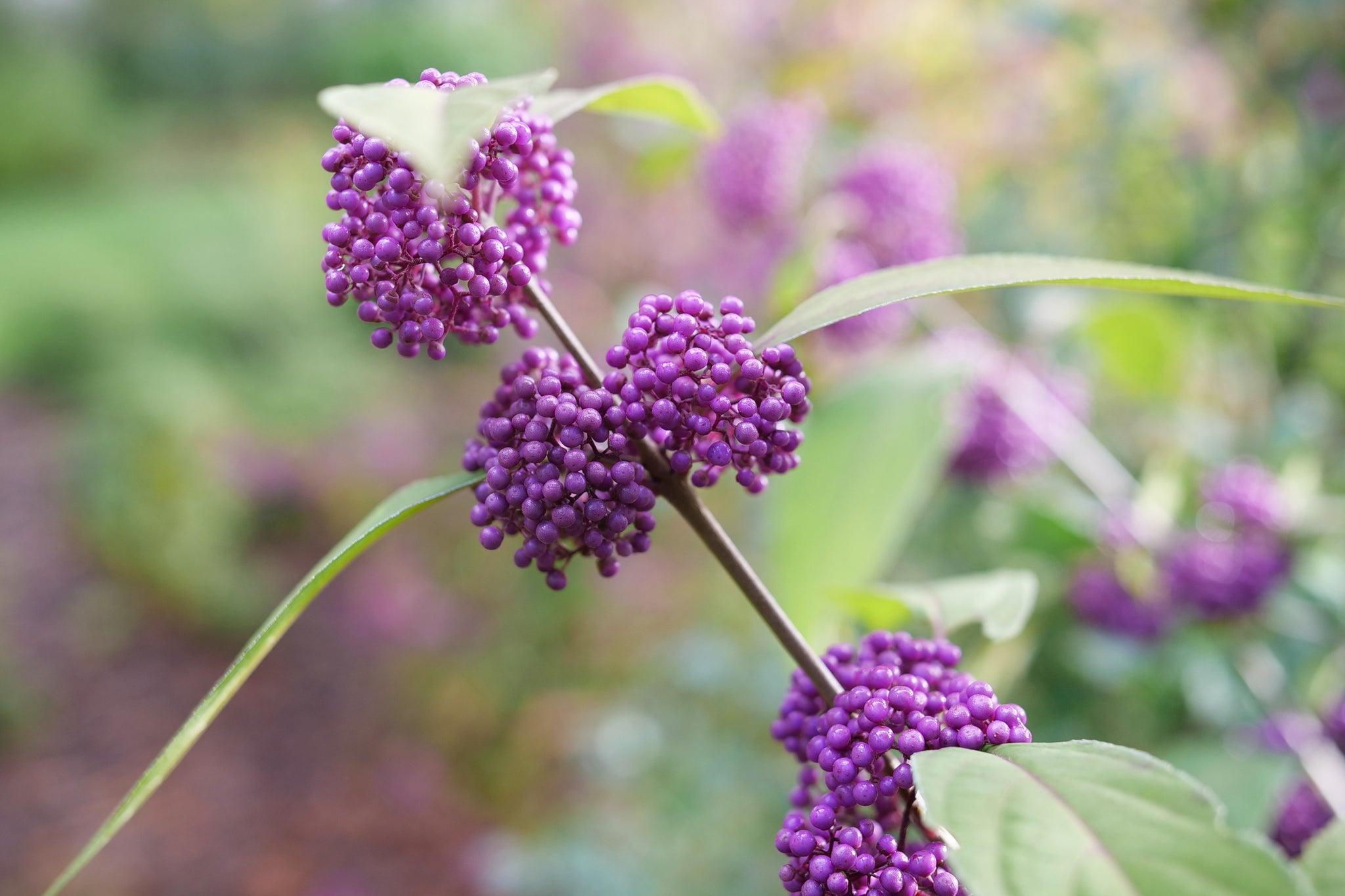 Callicarpa x Bubble Up SMNCJLIEP Bubble Up Beautyberry