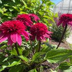 Echinacea x Double Scoop Watermelon Deluxe USPPAF Double Scoop Watermelon Deluxe
