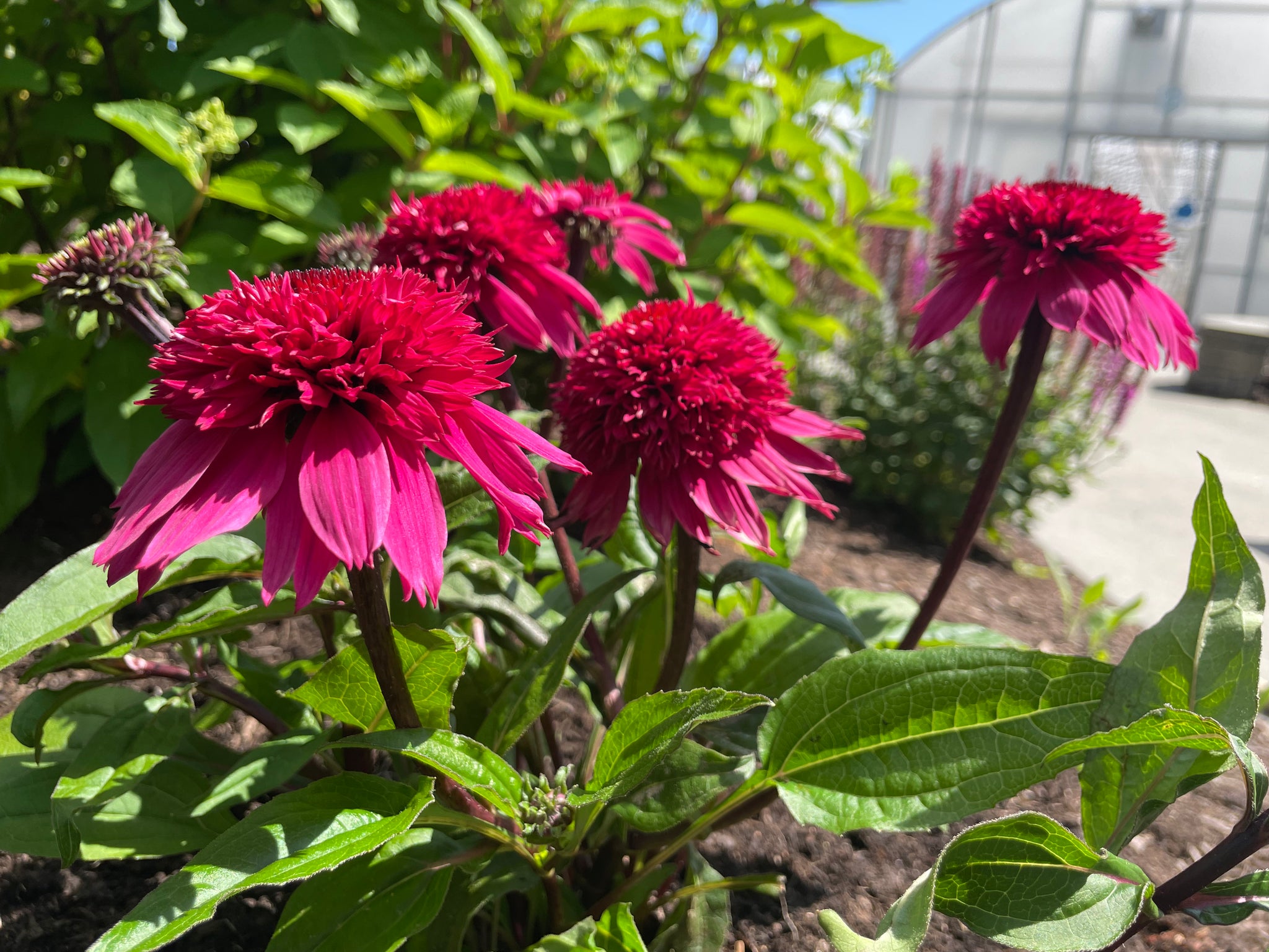 Echinacea x Double Scoop Watermelon Deluxe USPPAF Double Scoop Watermelon Deluxe