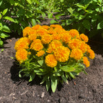 Coreopsis x Solanna Golden Sphere USPP25241 Tickseed