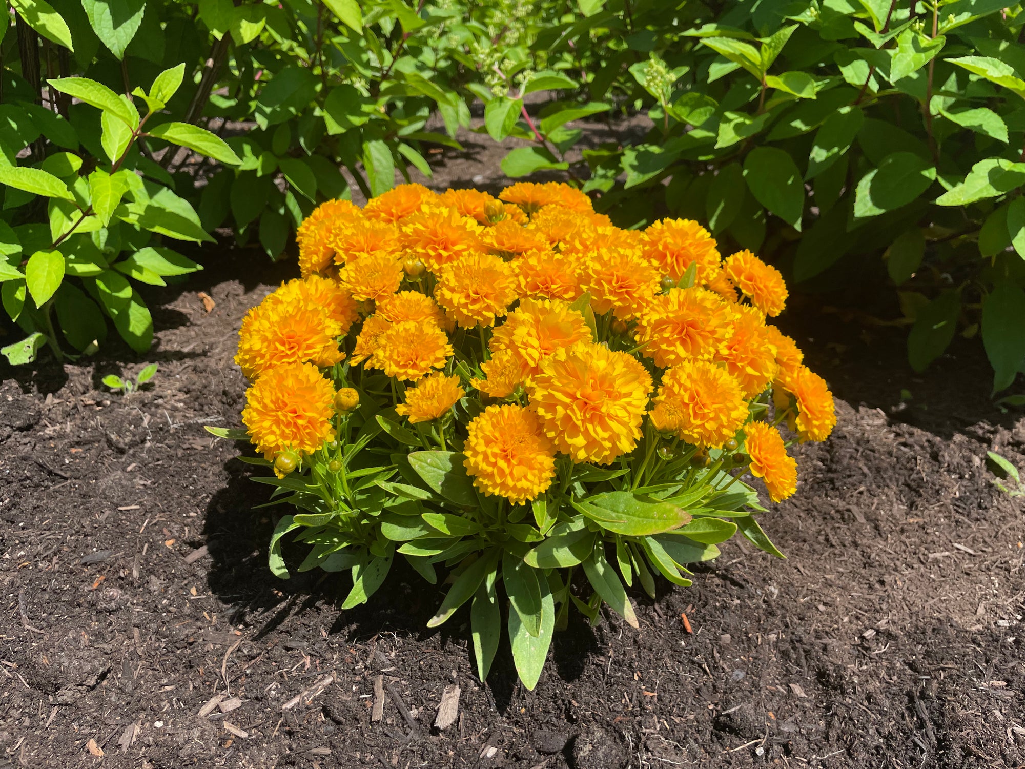 Coreopsis x Solanna Golden Sphere USPP25241 Tickseed