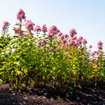Phlox paniculata Center of Attention Balphlxpin290 USPPAF Center of Attention Phlox