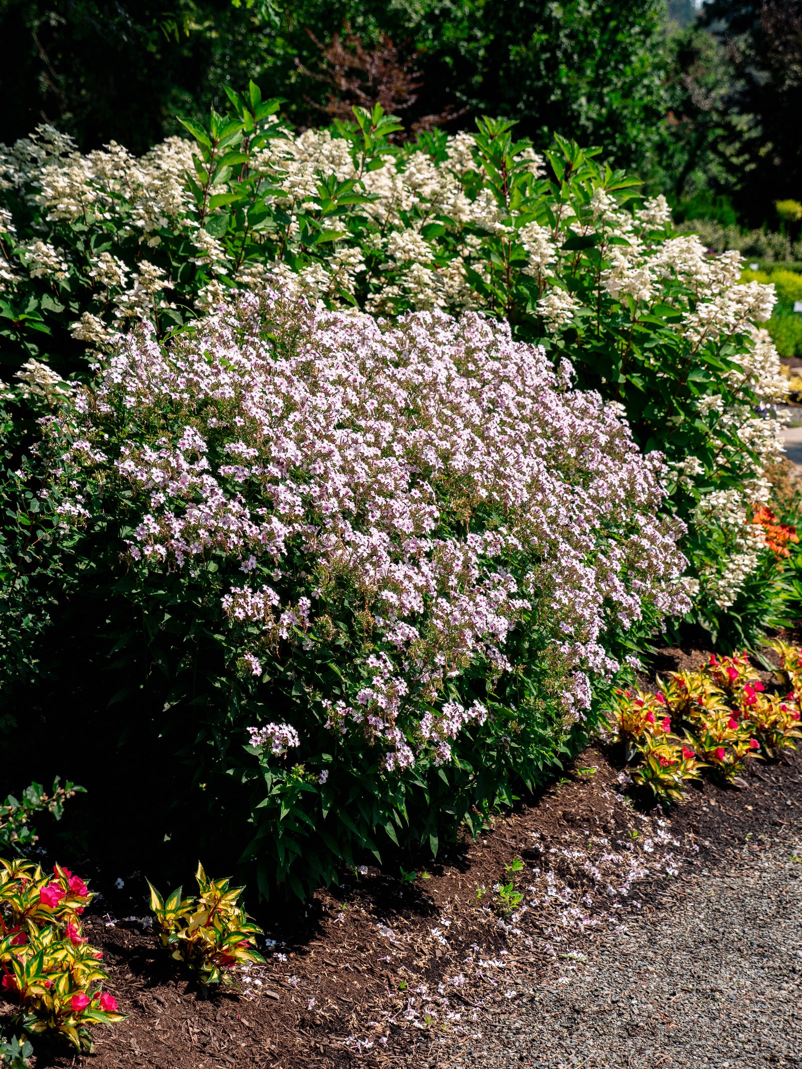 Phlox paniculata Confetti Cake USPPAF Confetti Cake Phlox