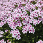 Phlox paniculata Confetti Cake Balphlxwip277 USPPAF Confetti Cake Phlox