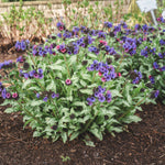 Pulmonaria x Silver Scimitar USPP35669 Lungwort