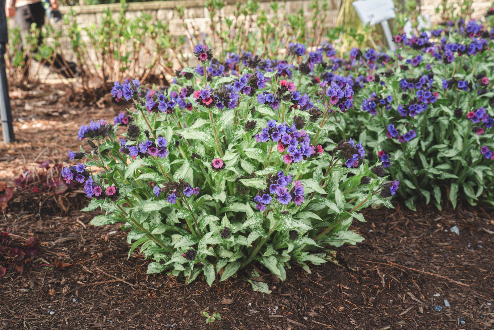 Pulmonaria x Silver Scimitar USPP35669 Lungwort
