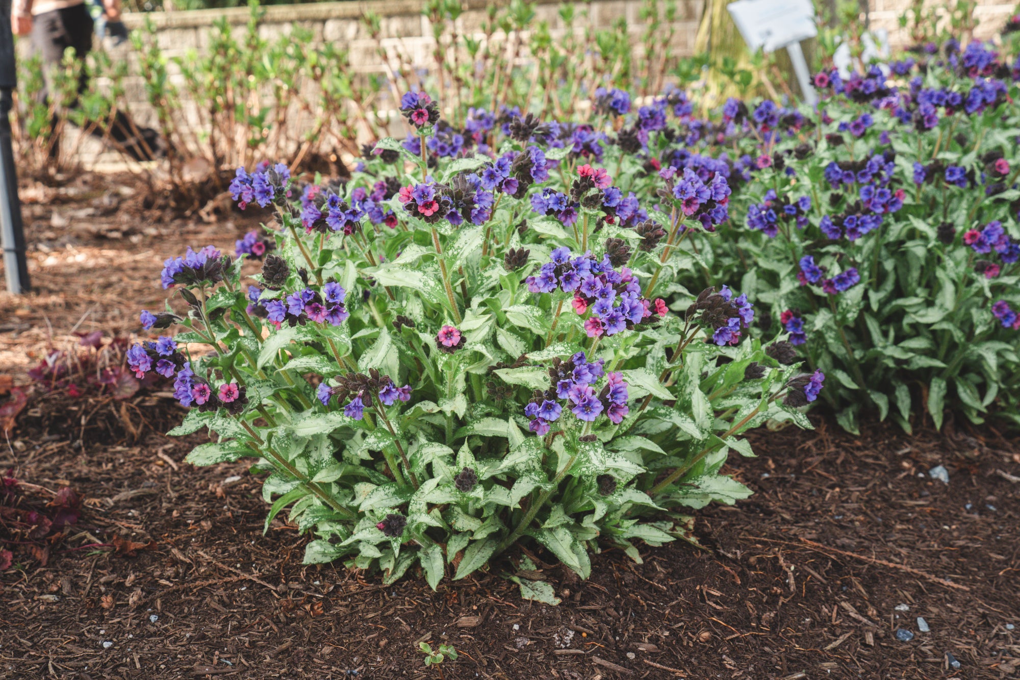 Pulmonaria x Silver Scimitar USPP35669 Silver Scimitar Lungwort