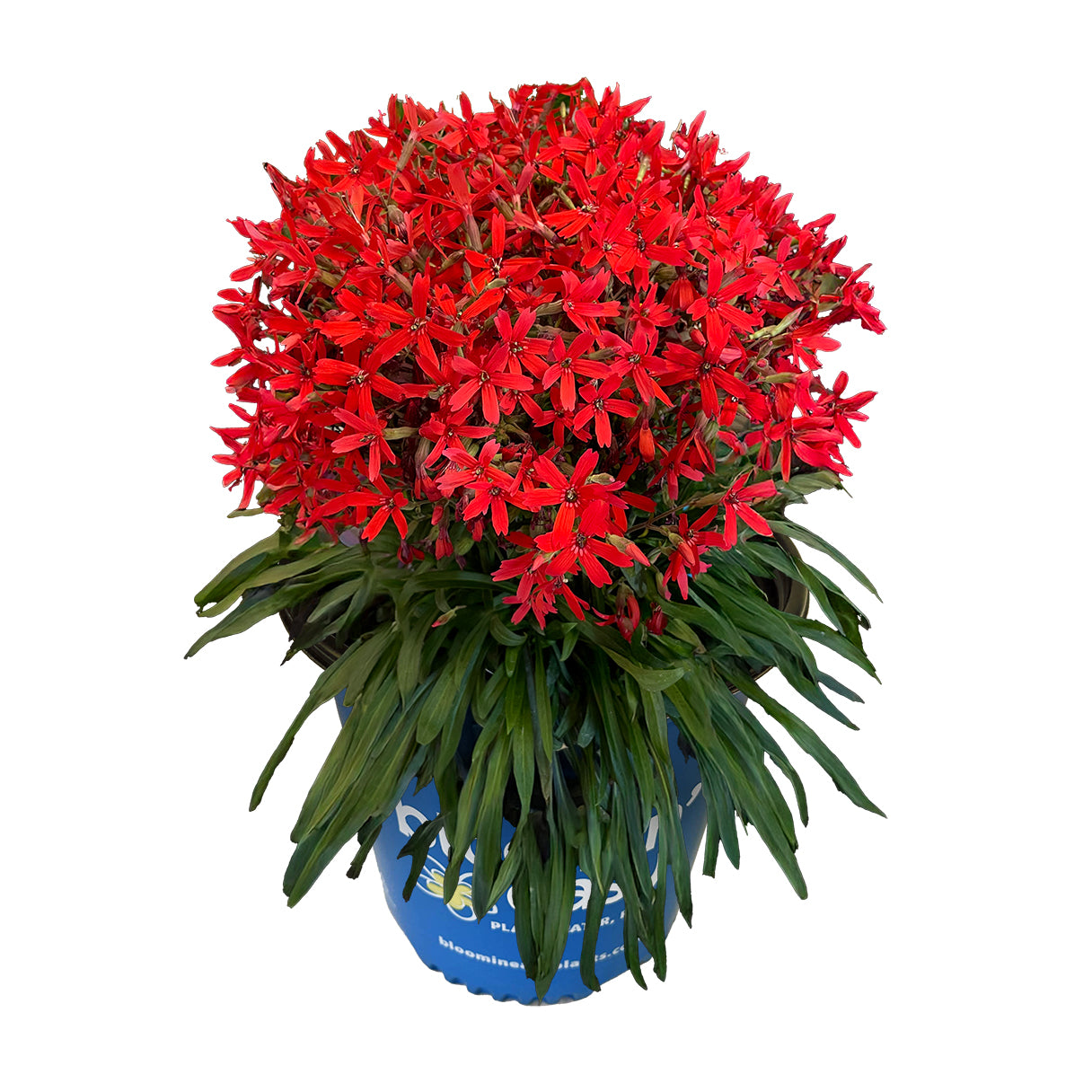 Silene virginica Forged by Fire USPP36247 Catchfly