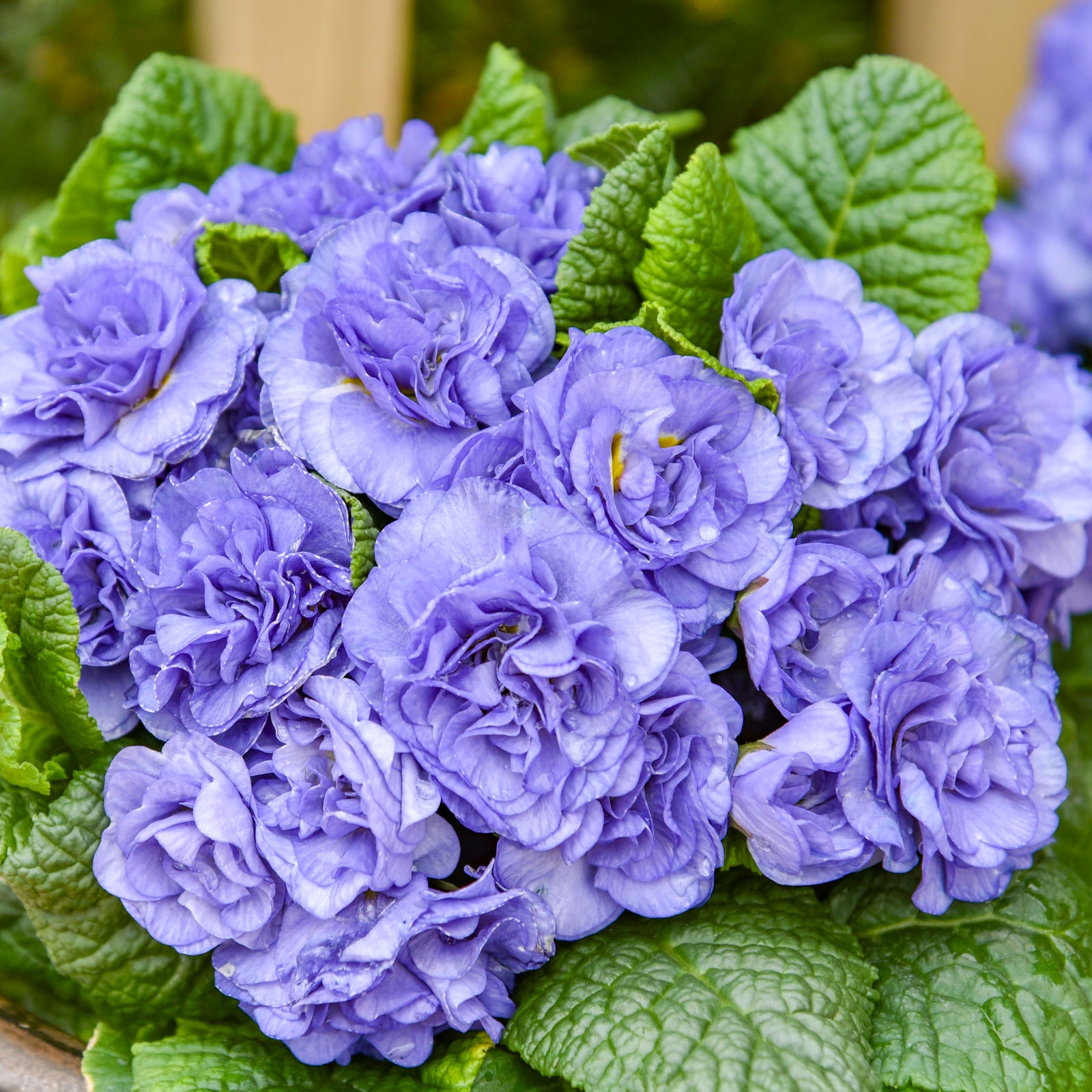 Primula vulgaris Bouquet Perfect Watercolour Blue Kerbelbluwat PPAF Watercolour Blue Primrose