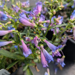 Penstemon barbatus Pristine Deep Rose Beardtongue