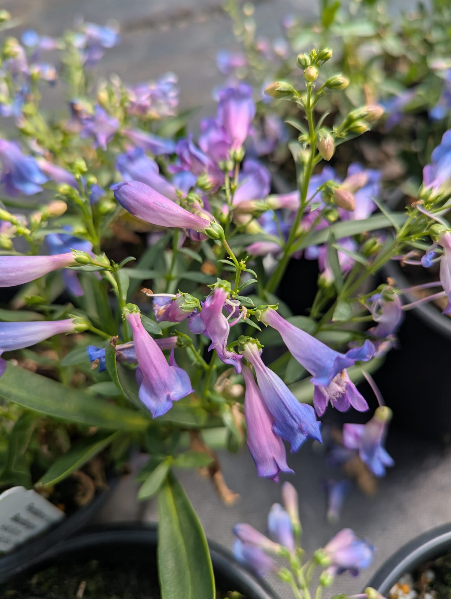 Penstemon barbatus Pristine Deep Rose Beardtongue