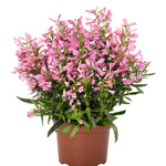 Penstemon barbatus Pristine Primrose Beardtongue