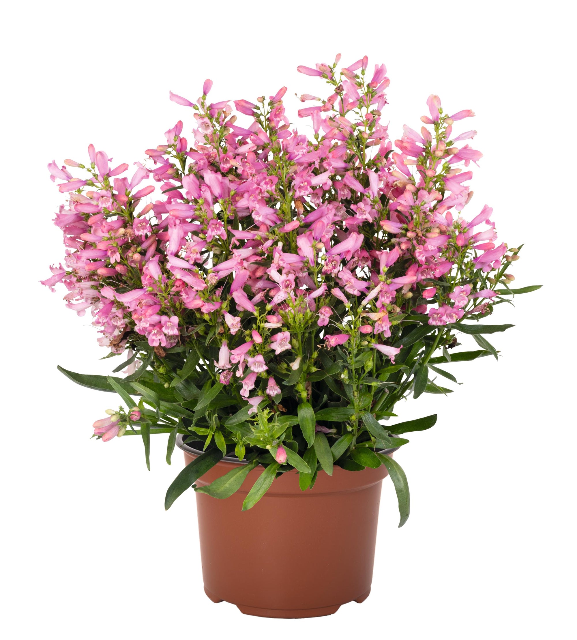 Penstemon barbatus Pristine Primrose Beardtongue