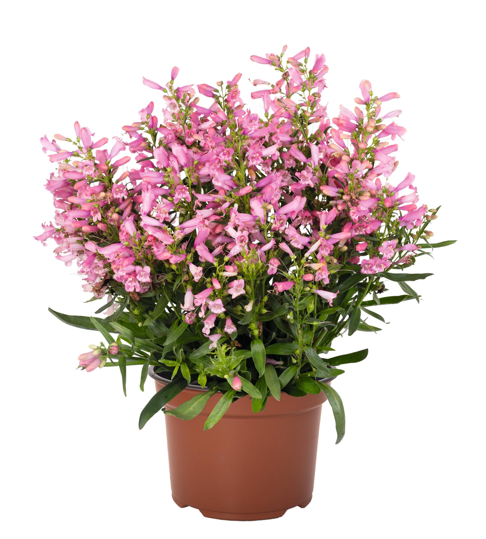 Penstemon barbatus Pristine Primrose Beardtongue