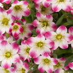 Saxifraga x arendsii Marto Red Picotee Marto Red Picotee Rockfoil