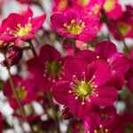 Saxifraga x arendsii Marto Hot Rose Marto Hot Rose Rockfoil