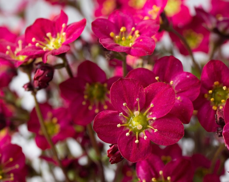 Saxifraga x arendsii Marto Hot Rose Marto Hot Rose Rockfoil