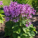 Stachys x Punky Purple Alpine Betony Punky Purple