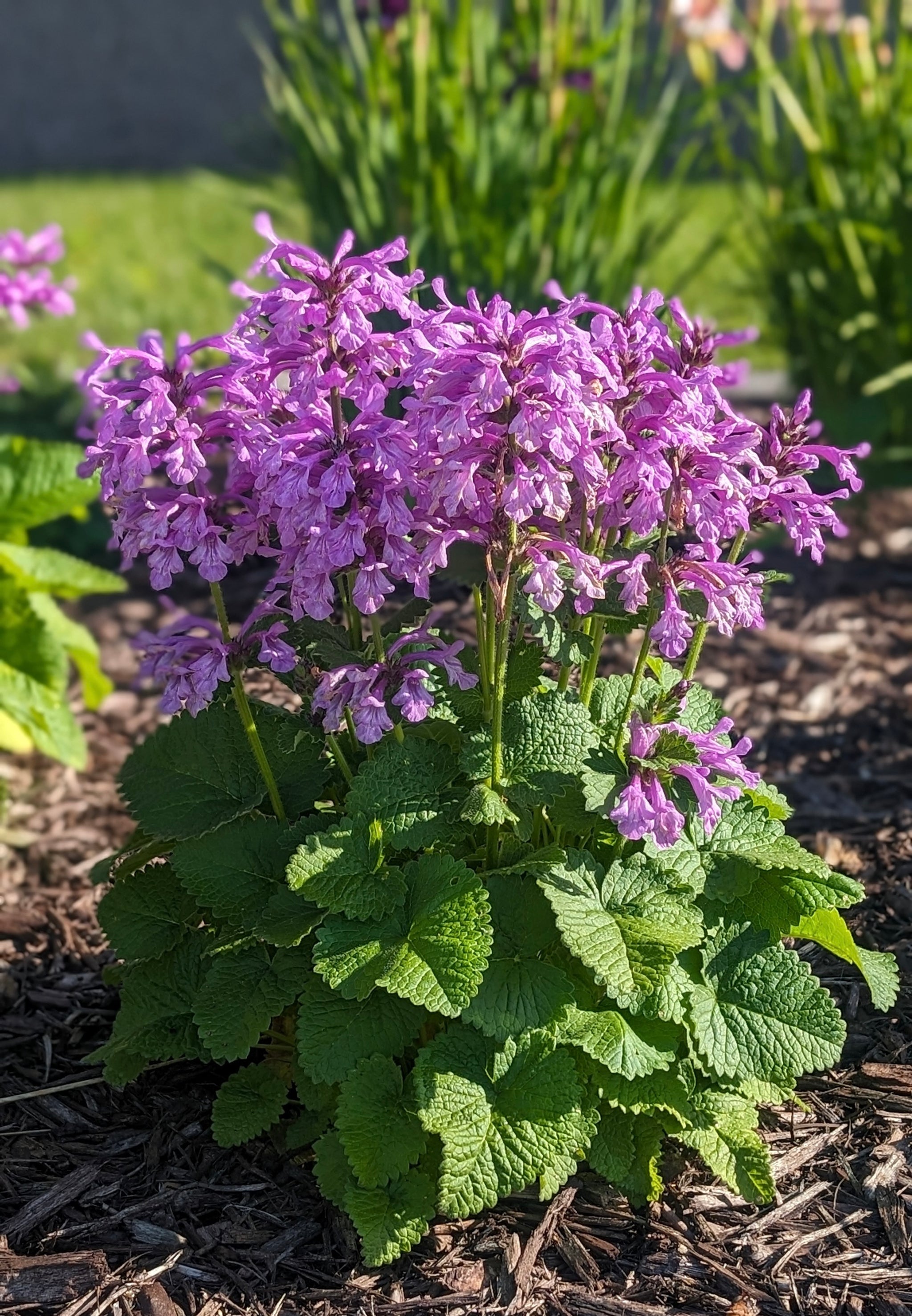 Stachys x Punky Purple Alpine Betony Punky Purple