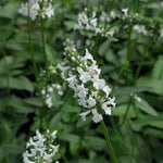 Stachys officinalis The Bride Alpine Betony The Bride