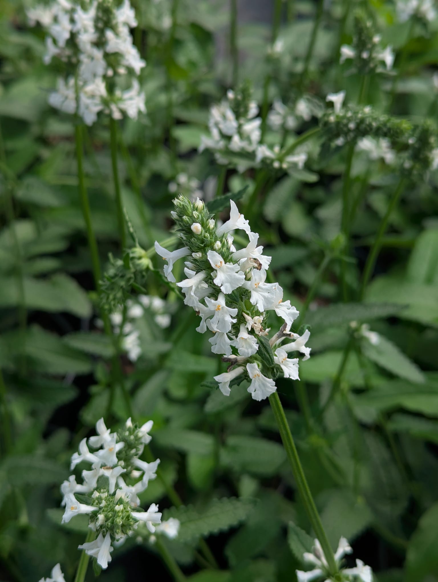 Stachys officinalis The Bride Alpine Betony The Bride