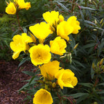 Oenothera fruticosa Fireworks Fyrverkeri Sundrops