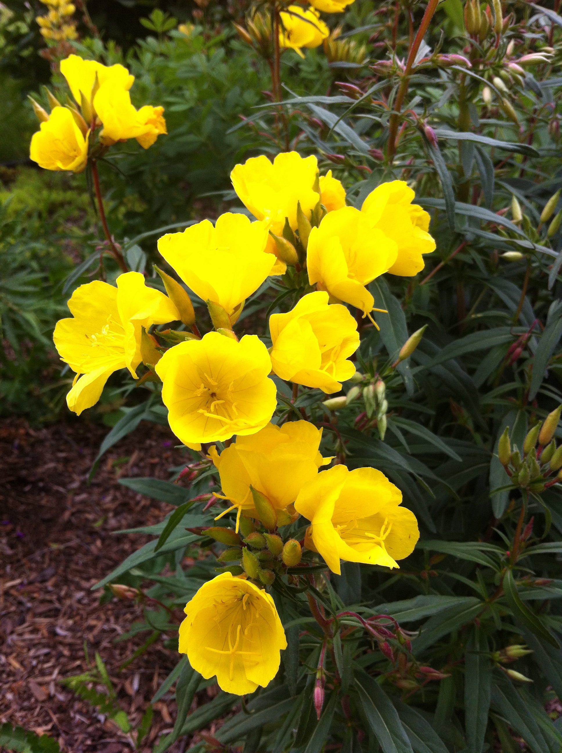 Oenothera fruticosa Fireworks Fyrverkeri Sundrops