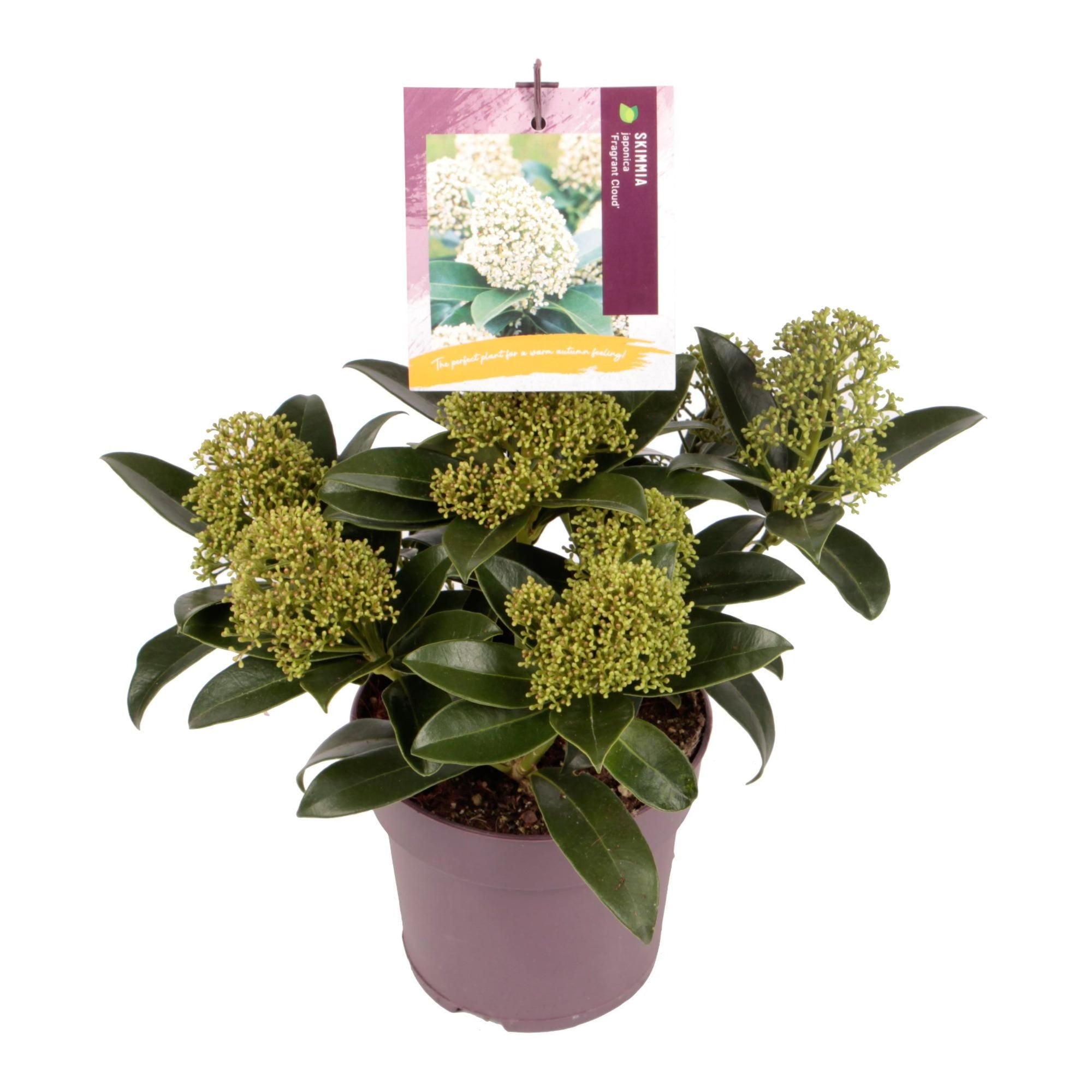 Skimmia japonica Fragrant Cloud Fragrans Fragrant Cloud Japanese Skimmia