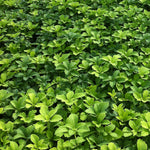 Pachysandra terminalis Japanese Spurge