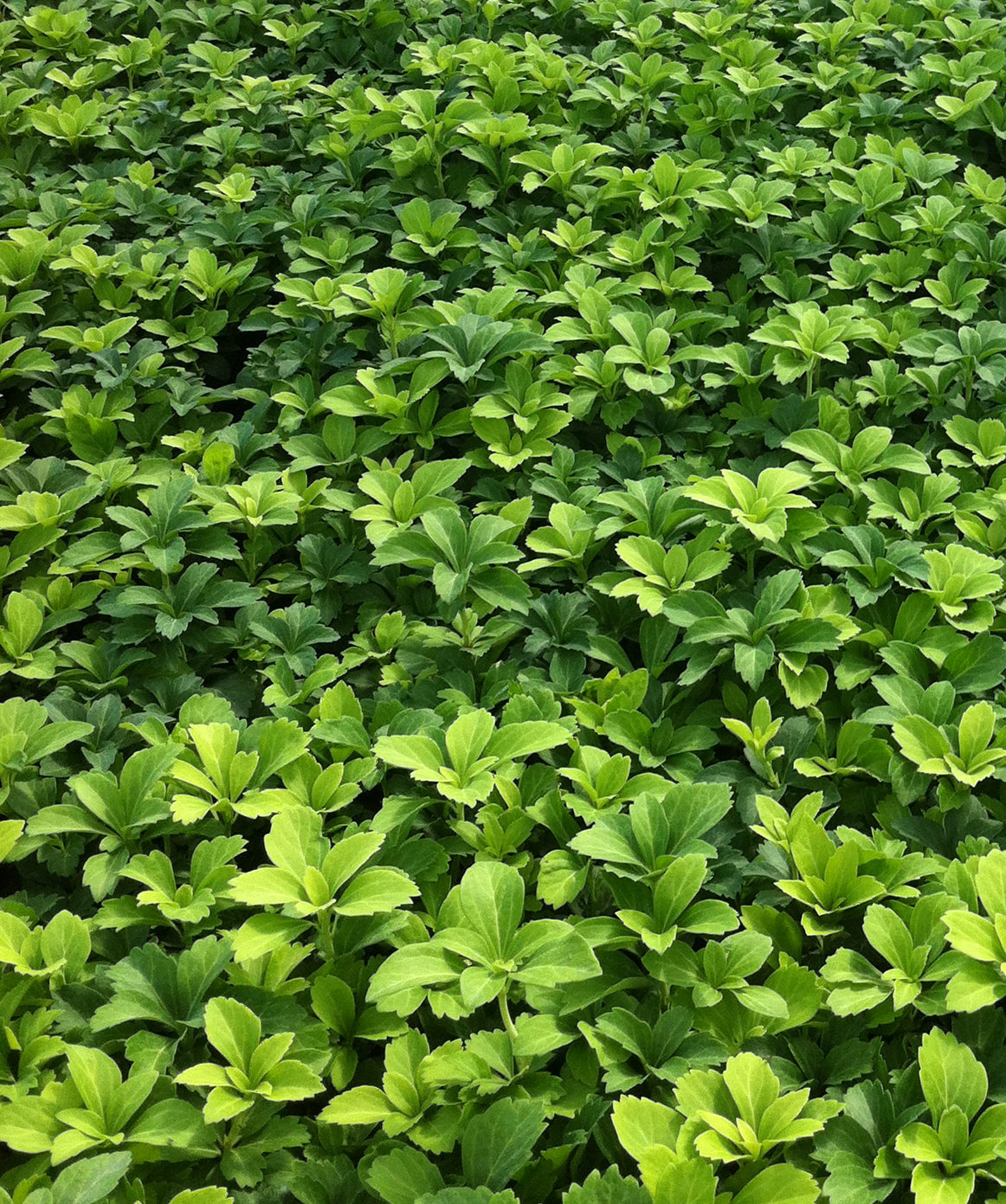 Pachysandra terminalis Japanese Spurge