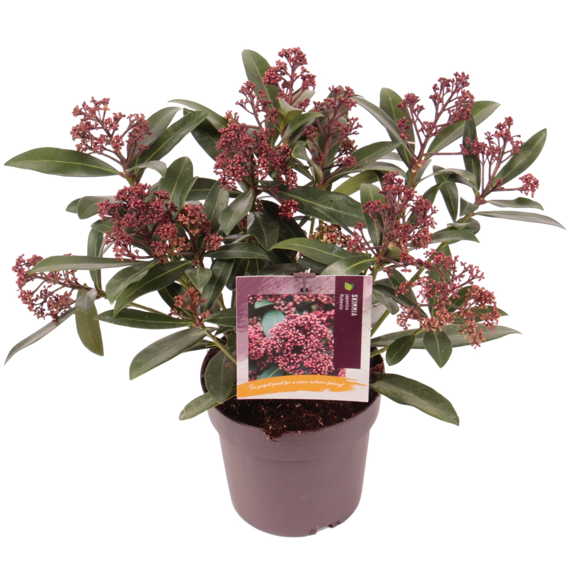 Skimmia japonica Rubesta Moerings 3 Rubesta Japanese Skimmia