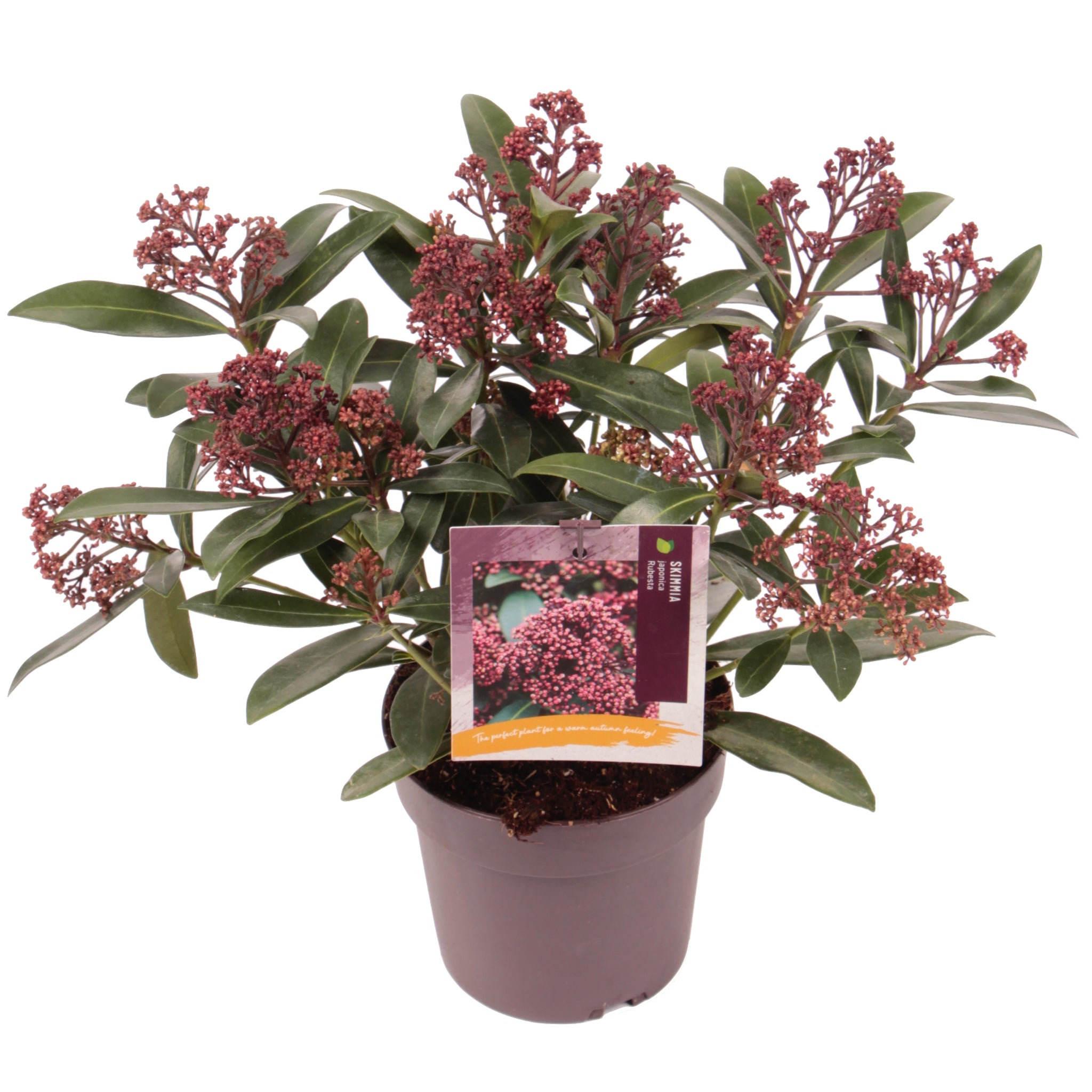 Skimmia japonica Rubesta Moerings 3 Rubesta Japanese Skimmia