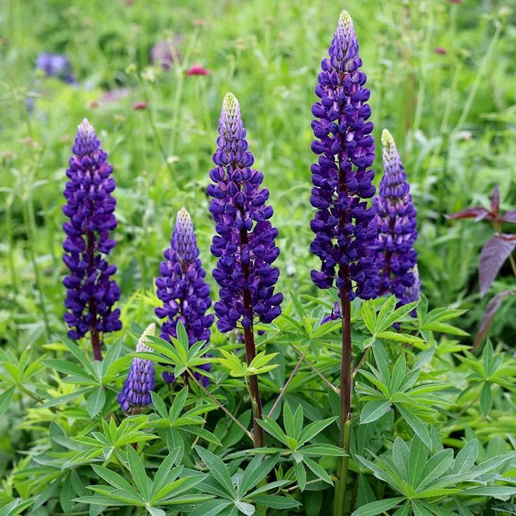 Lupinus polyphyllus Gallery Blue Lupine
