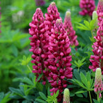 Lupinus polyphyllus Gallery Red Lupine