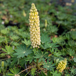 Lupinus polyphyllus Gallery Yellow Lupine