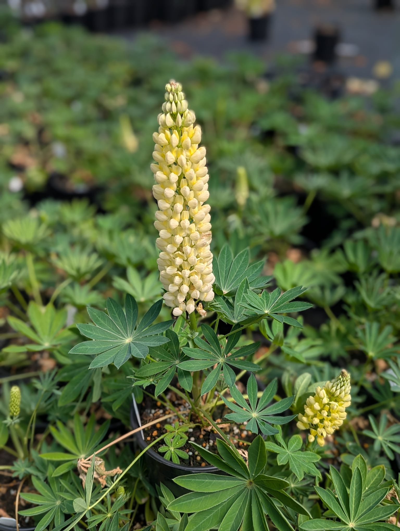 Lupinus polyphyllus Gallery Yellow Lupine