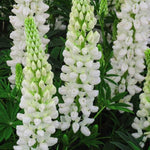 Lupinus polyphyllus Gallery White Lupine
