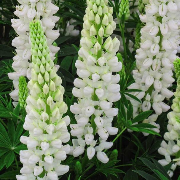 Lupinus polyphyllus Gallery White Lupine