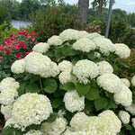 Hydrangea arborescens Incrediball Storm Proof SMNHAGOV 36,788 Incrediball Storm Proof Smooth Hydrangea
