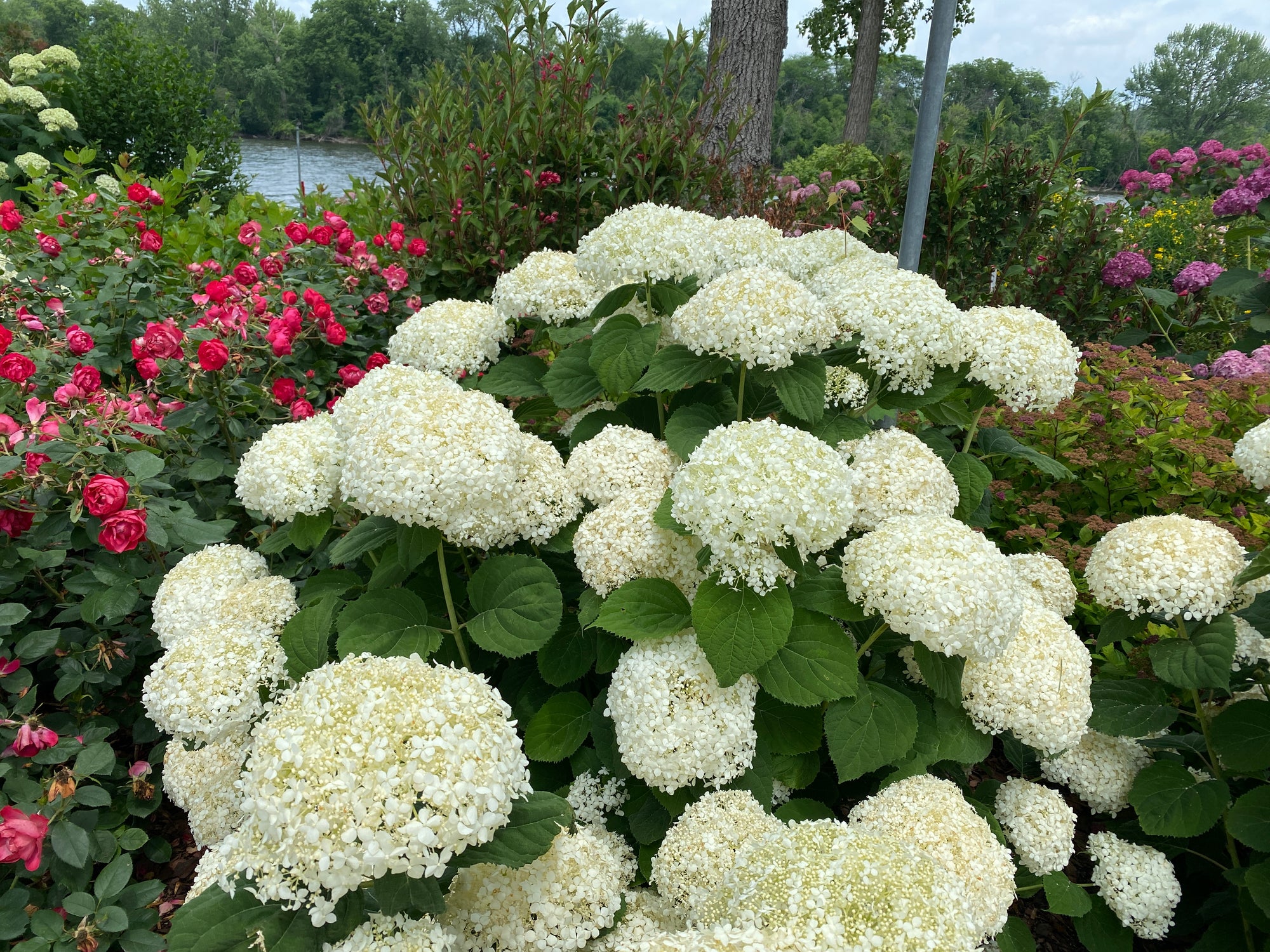 Hydrangea arborescens Incrediball Storm Proof SMNHAGOV 36,788 Incrediball Storm Proof Smooth Hydrangea