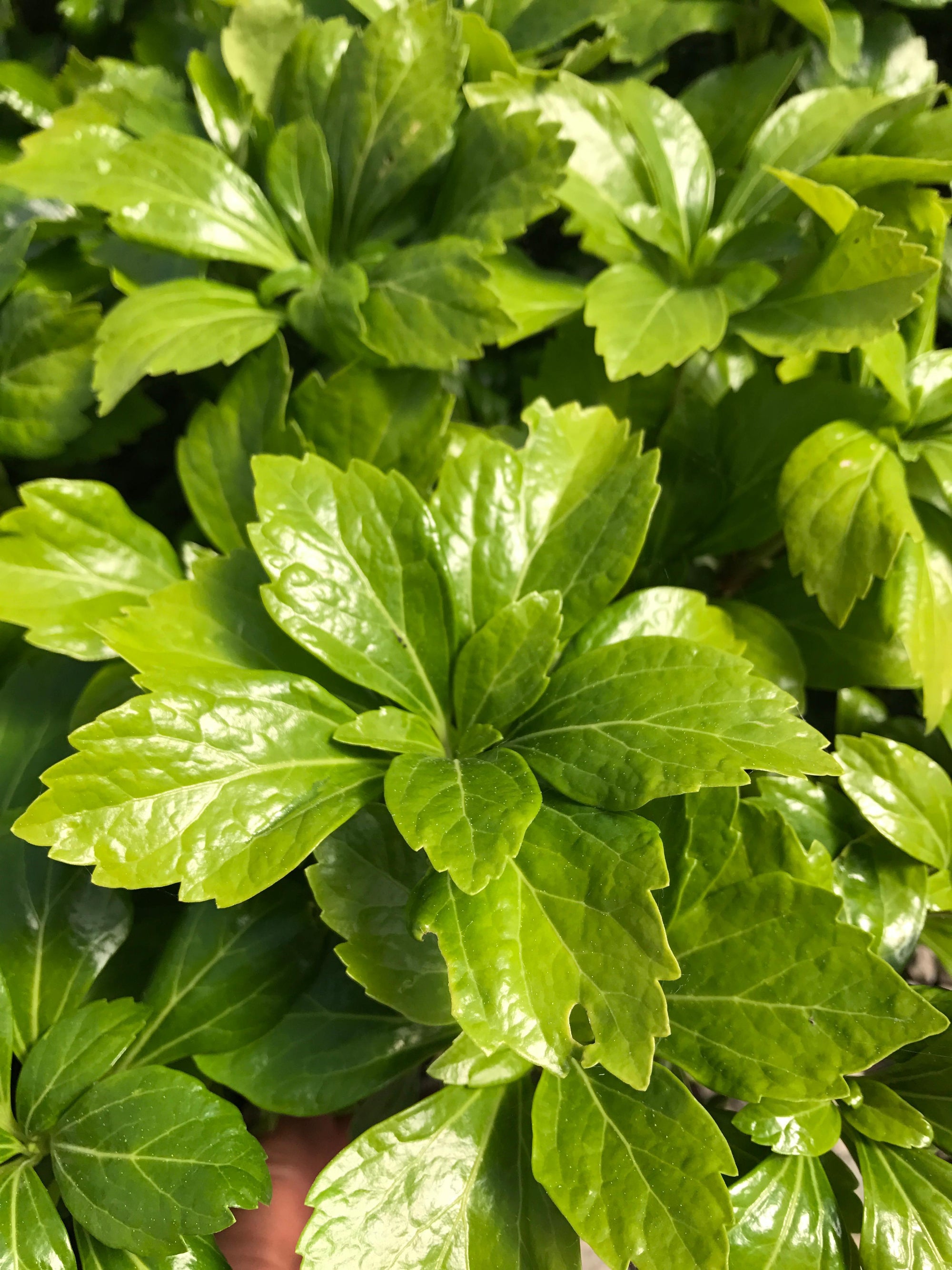 Pachysandra terminalis Green Sheen Japanese Spurge