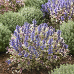 Ajuga tenorii Princess Nadia PP31,028 Bugleweed Princess Nadia