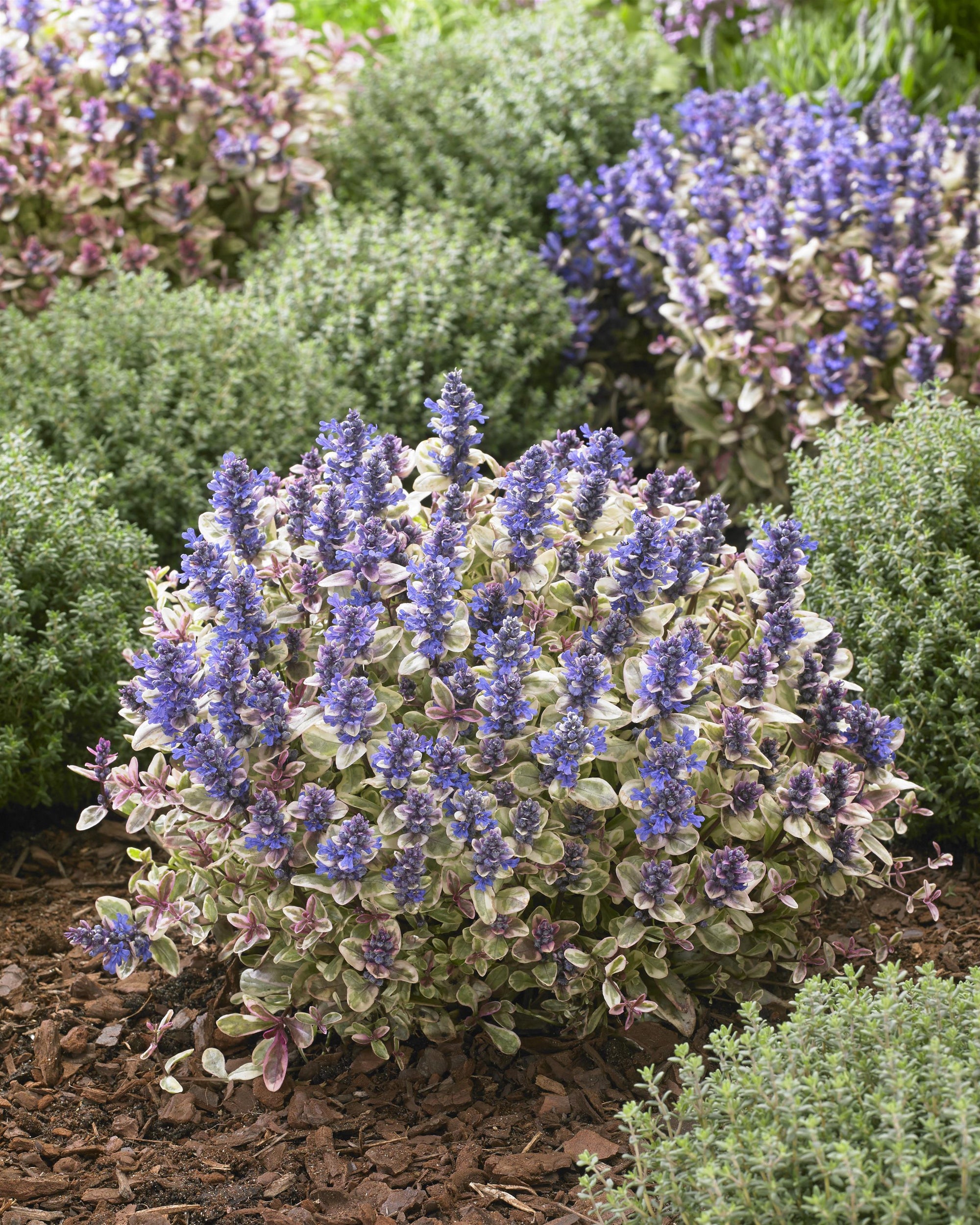 Ajuga tenorii Princess Nadia PP31,028 Bugleweed Princess Nadia