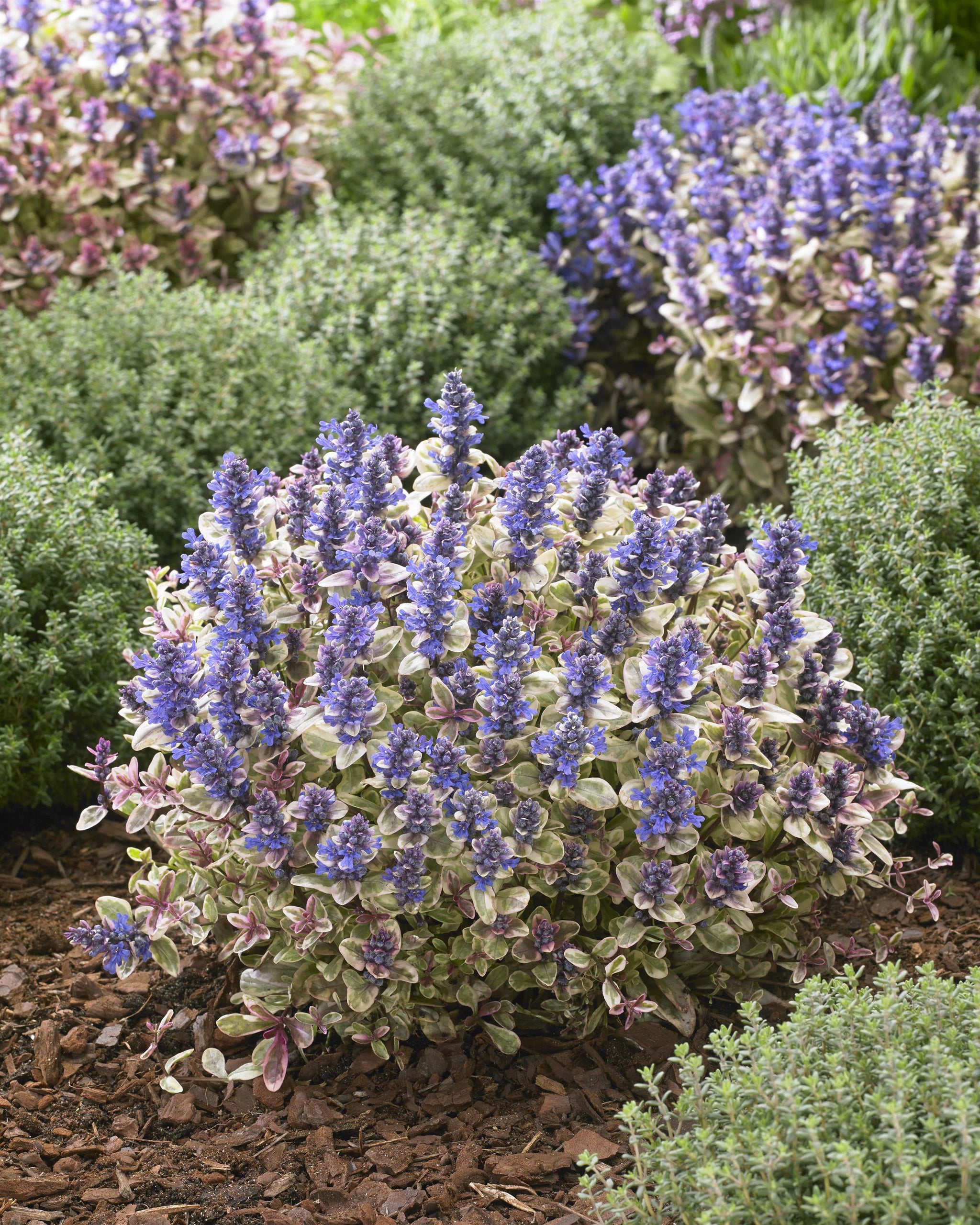 Ajuga tenorii Princess Nadia PP31,028 Princess Nadia Bugleweed